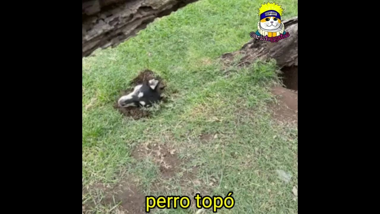Top animales más conchasumare de la historia