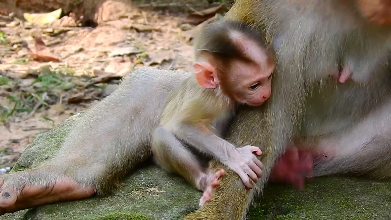 Adorable baby monkey request milk