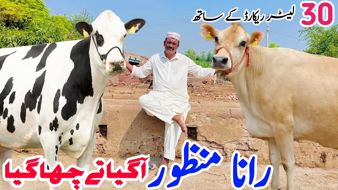 Rana Manzoor Dairy Farm | Big Milk Cows & Khanghar Cows for Sale in Pakistan 2025 🐄