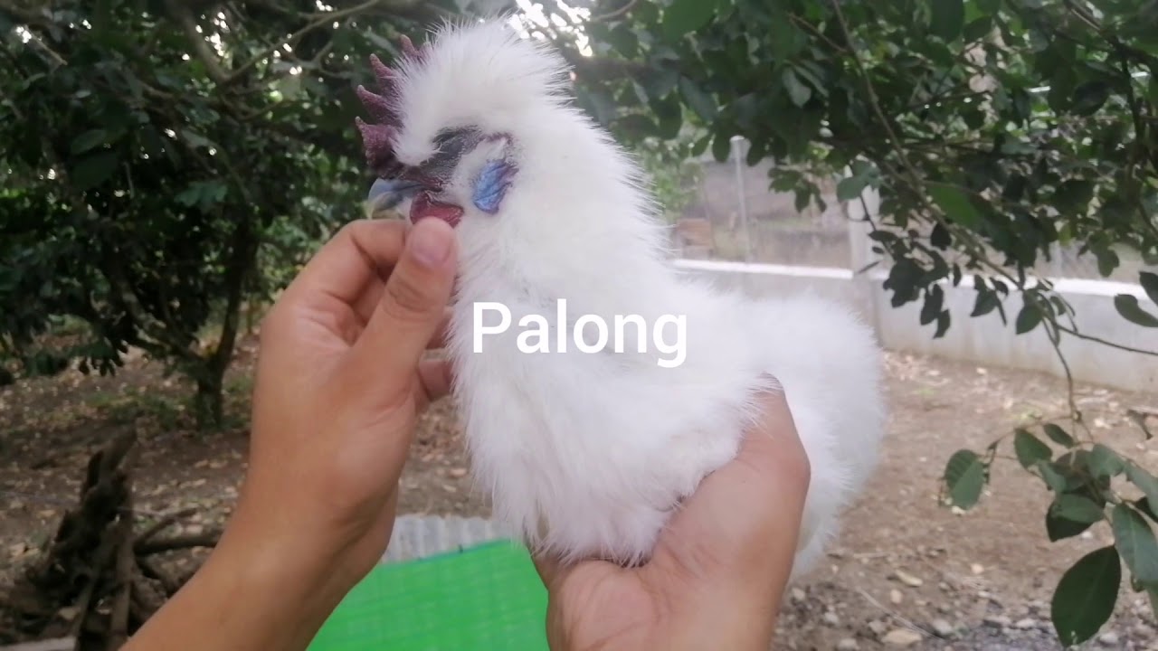 SILKIE CHINESE CHICKENS 3RD MONTH | MARCH 15 2020