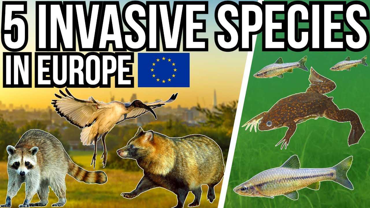 5 Invasive Species In Continental Europe