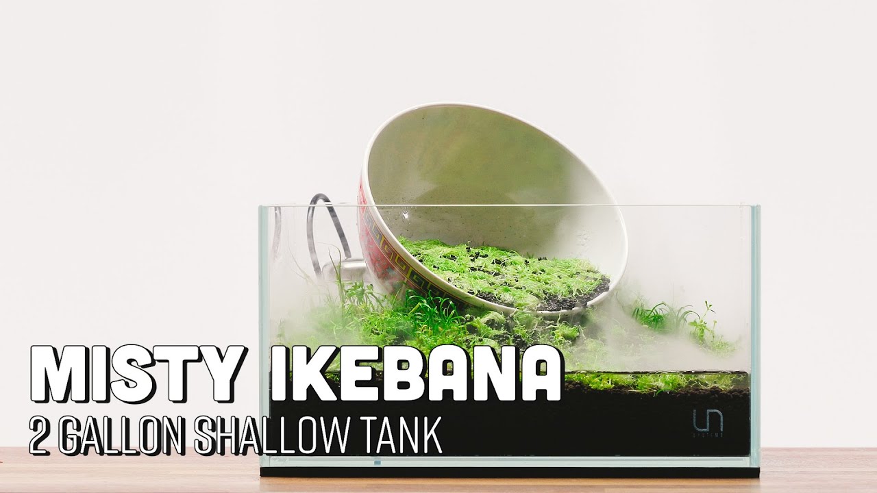 2 Gallon Desktop Shallow Emergent Aquarium Planted Tank  Setup - Misty Ikebana