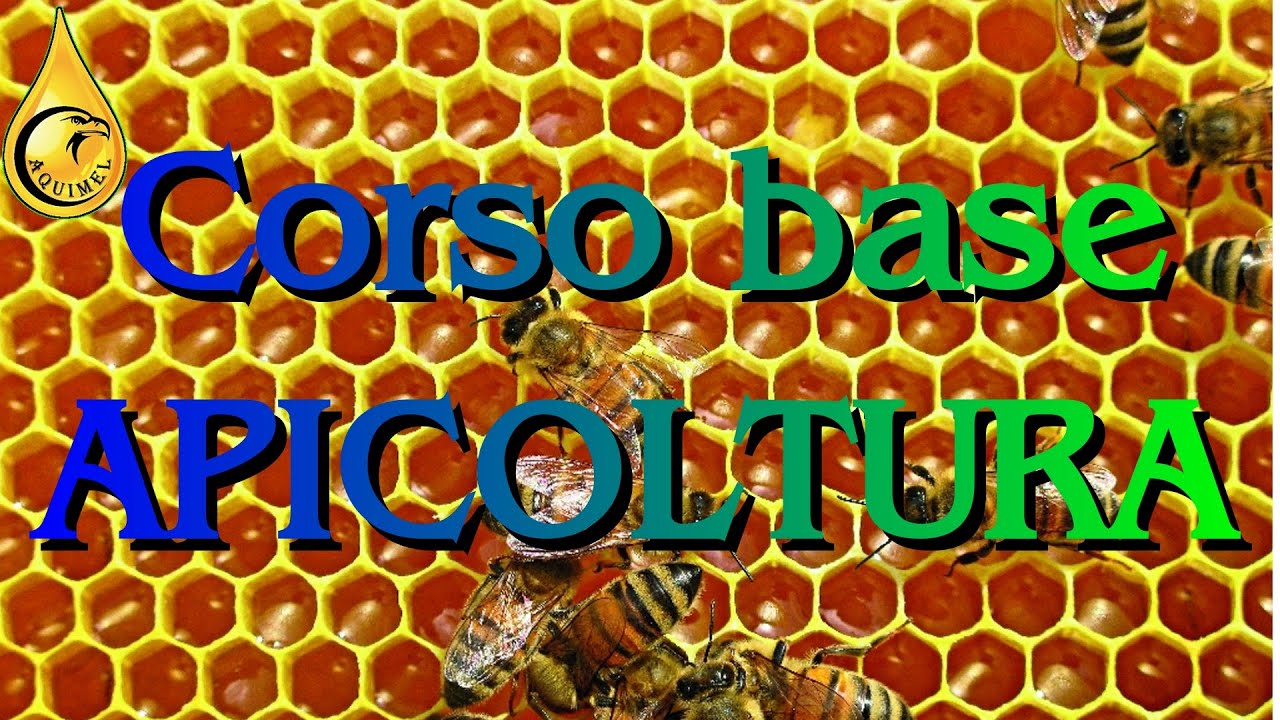 Corso base di apicoltura, Anatomia e morfologia #5