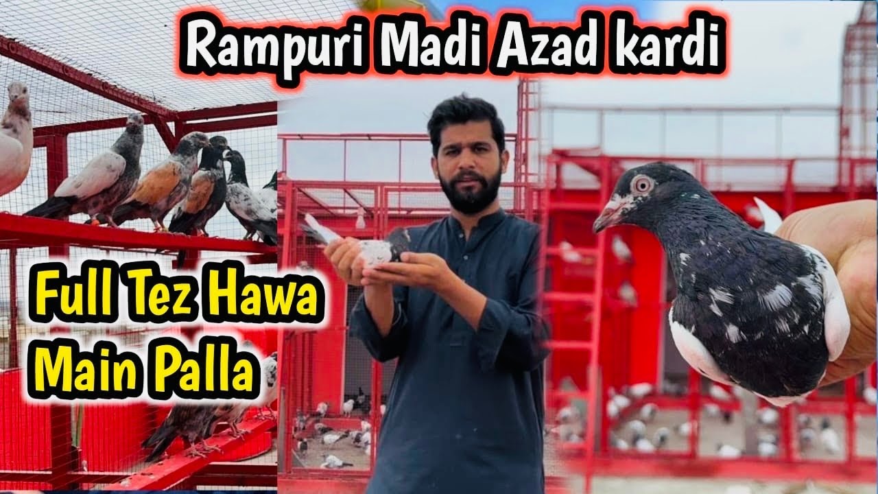 Rampuri Madi Azad KarDi 🙏🏻Hawa Main Palla Mar  Diya 🕊️