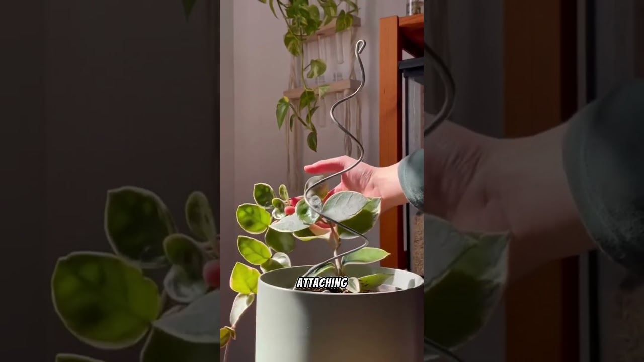 Vertical training |#shorts #houseplants