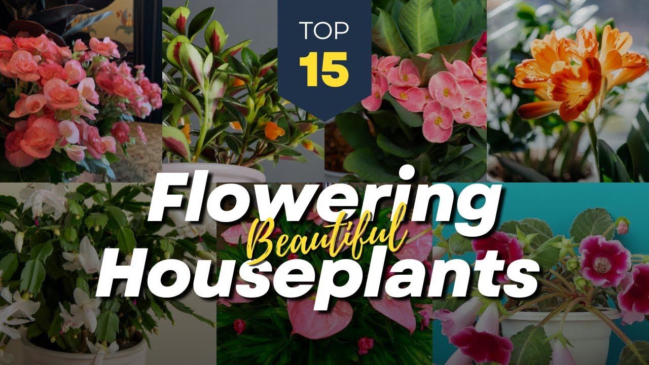15 Beautiful Flowering Indoor Plants 🏡🌼 Blooming Houseplants 🌺