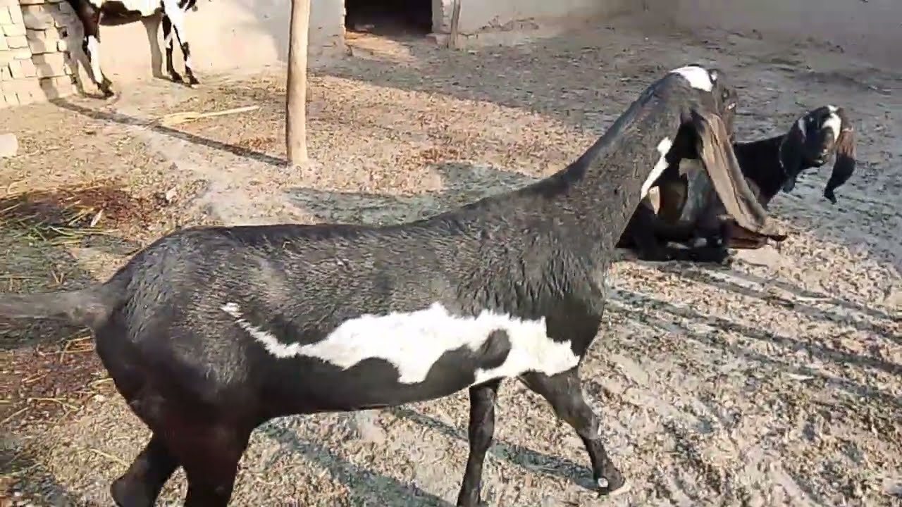 امر تسری بیتل بکریاں برا فروخت بکریاں لینے والے دوست احباب رابطہ کریں 03086782648