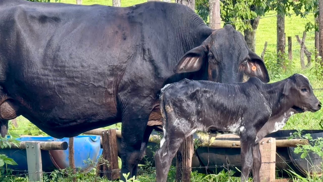 Olha o tamanho! Vaca Rebecca pariu um bezerrão enorme