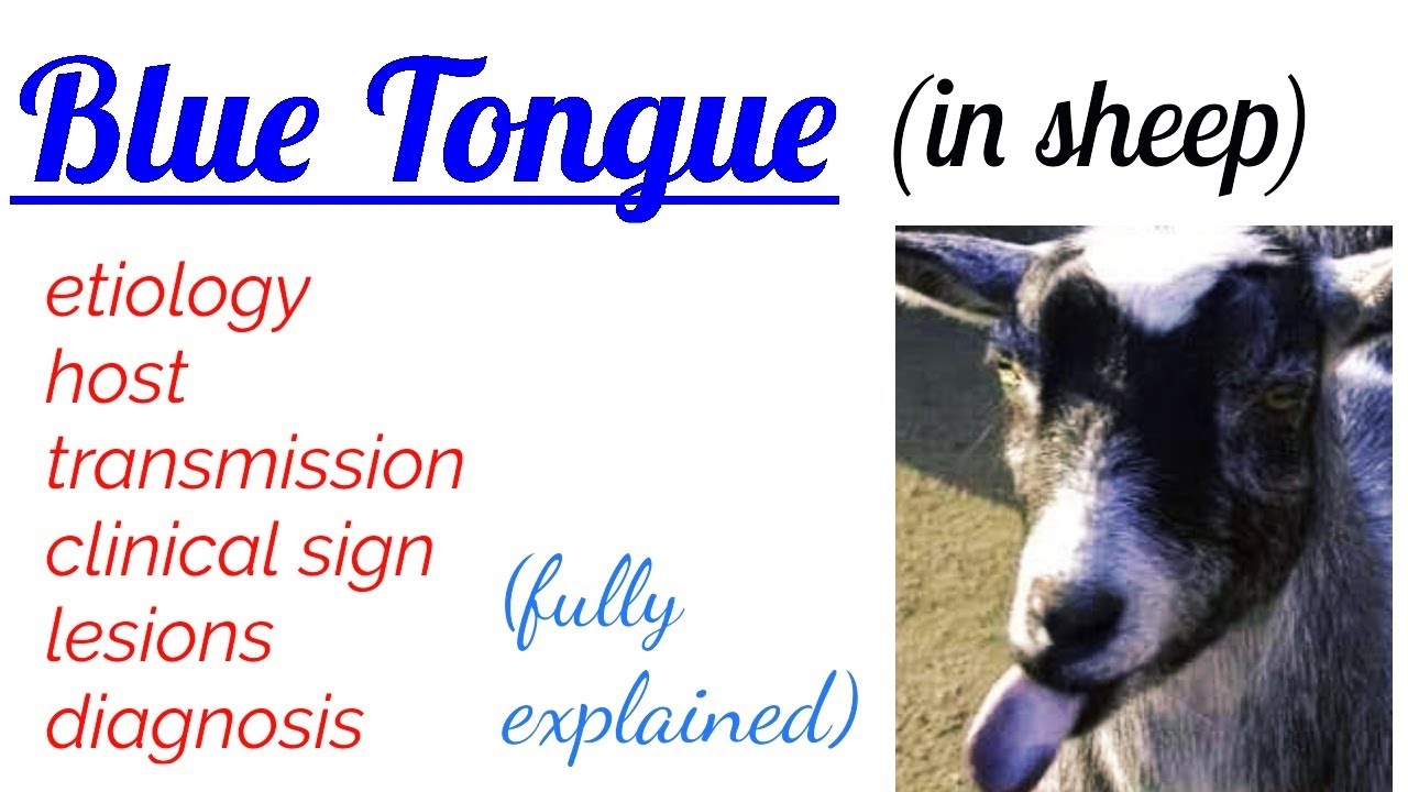 BLUE TONGUE | disease | in sheep | etiology | transmission | clinical sign | lesions | diagnosis