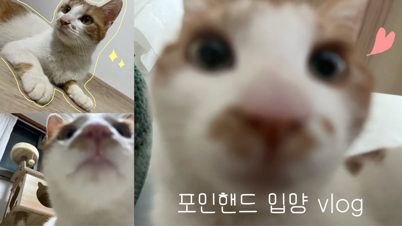 포인핸드 고양이 입양vlog | 코숏 | 유기묘 | 포인핸드 입양 | 오드리 | 입양 첫 날