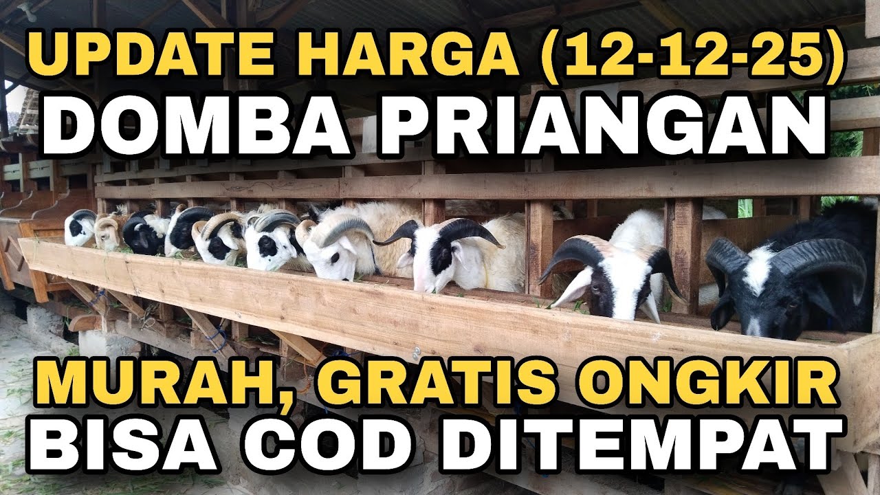 UPDATE HARGA DOMBA PRIANGAN, MURAH GRATIS ONGKIR, BISA COD DITEMPAT 