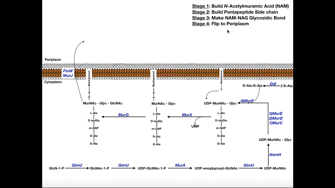 Biosynthesis of Peptidoglycan in Bacteria