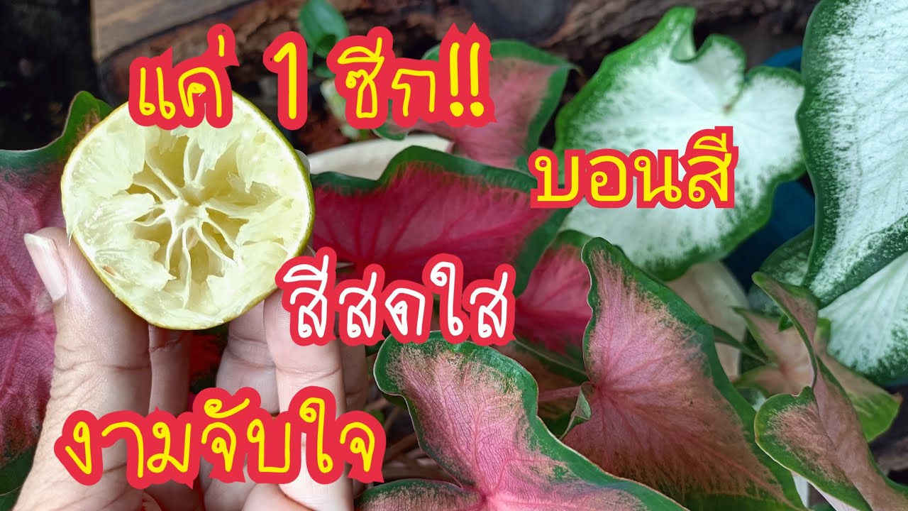 สุดตะลึง!!แค่ 1 ซีกบอนสีงามจับใจ/เทคนิคง่ายๆทำให้บอนสีสีสดใสสวยตลอดทั้งปี สาคู channel byแม่จิ๋ม