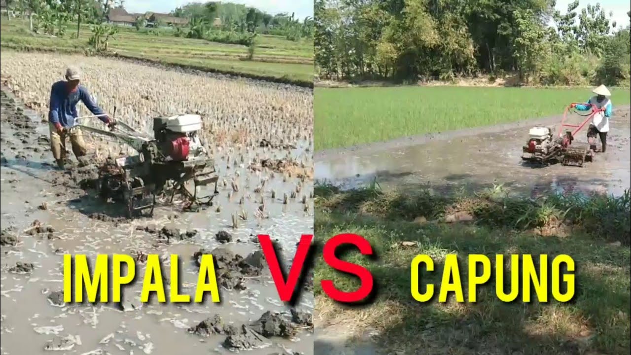 capung vs impala