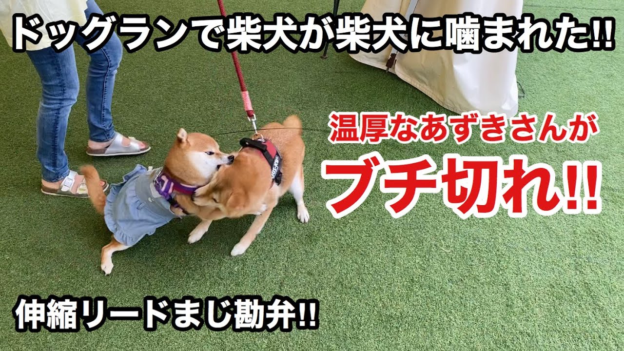 【ドッグラン　喧嘩　噛まれる】柴犬同士の初めましての挨拶であずきさんが噛まれました！　shibainu 浪速の柴犬