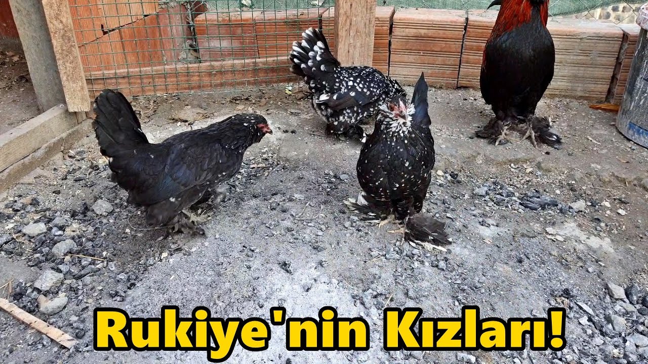 Rukiye'nin Kızları!-/Güvercinlerin Son Durumu!#Tekirdağ#Civciv#Horoz#Güvercin