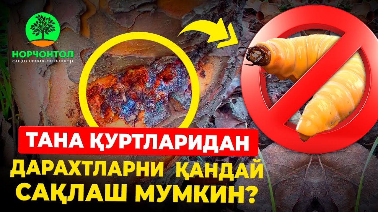 ДИҚҚАТ !!! ТАНА ҚУРТЛАРИДАН ДАРАХТЛАРНИ ҚАНДАЙ САҚЛАШ МУМКИН ???