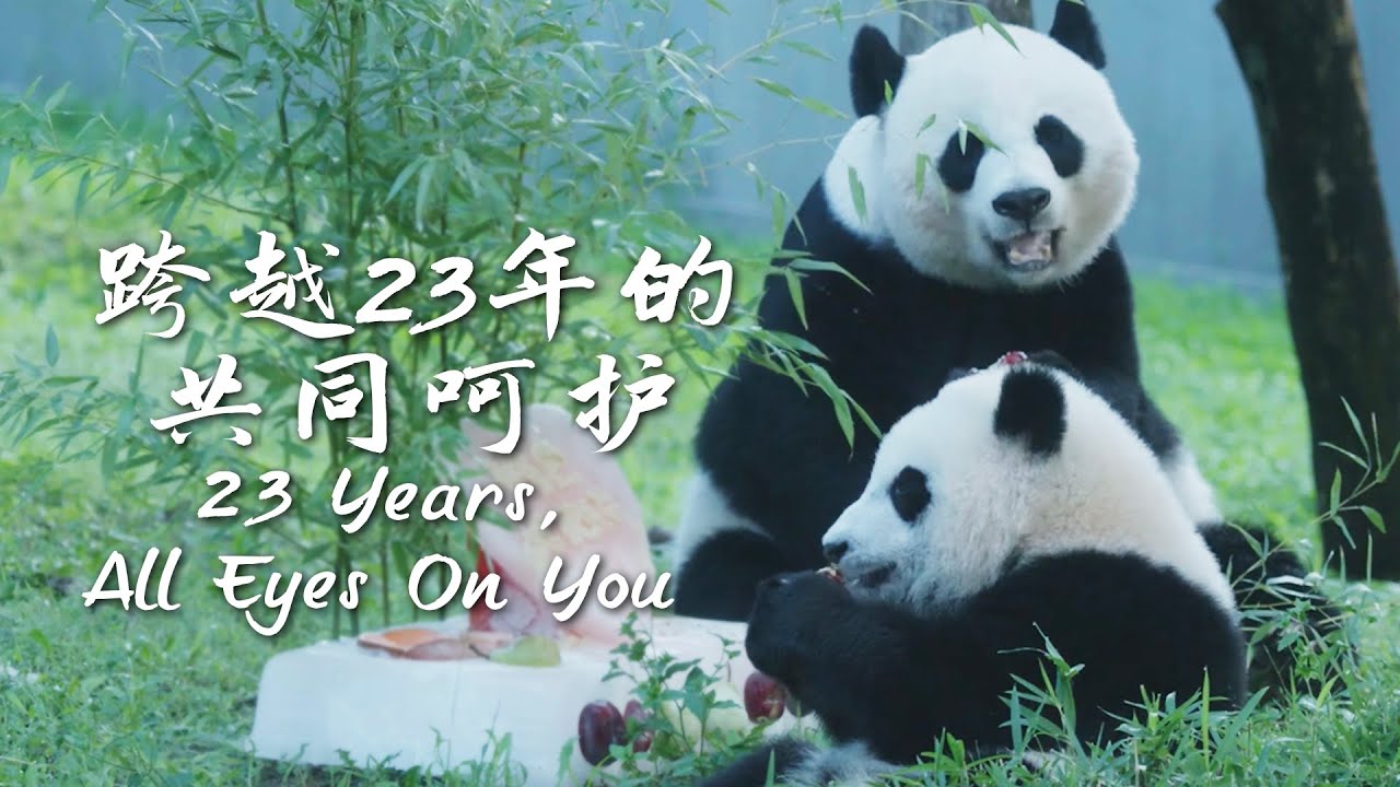 The Memorable Moments Of The Mei Xiang Family | iPanda