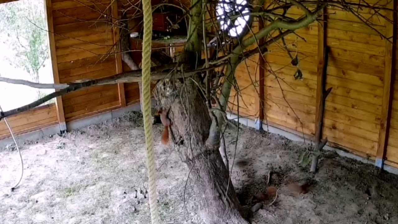 Woliera dla wiewiórek - nowa kamerka! 🐿️