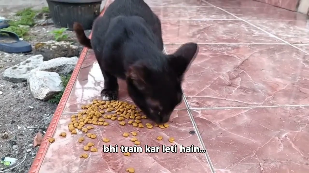 “Ye Cat Tumse Zyada Smart Hai 😱🐱