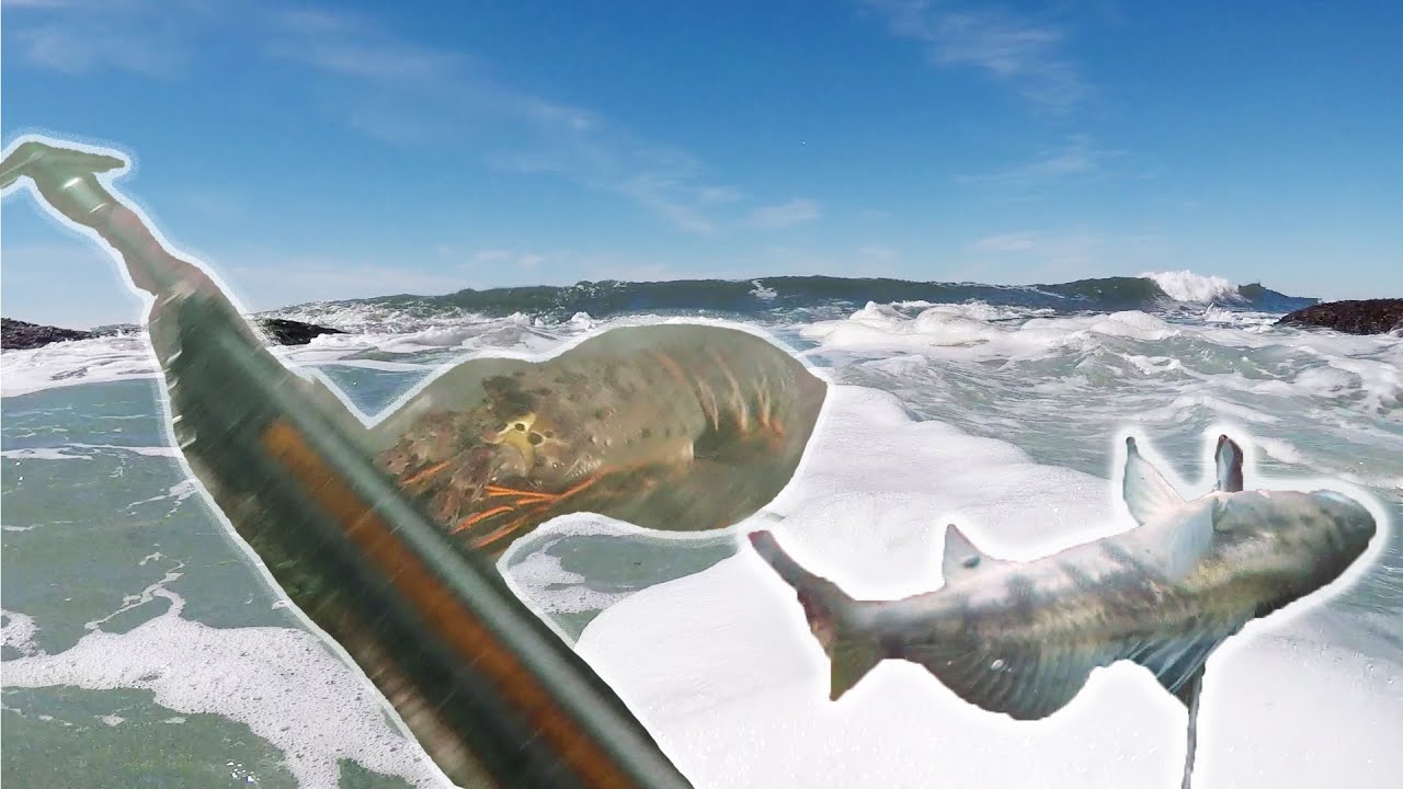 Catching Dinner Scuba Diving at San Diego Ocean Beach