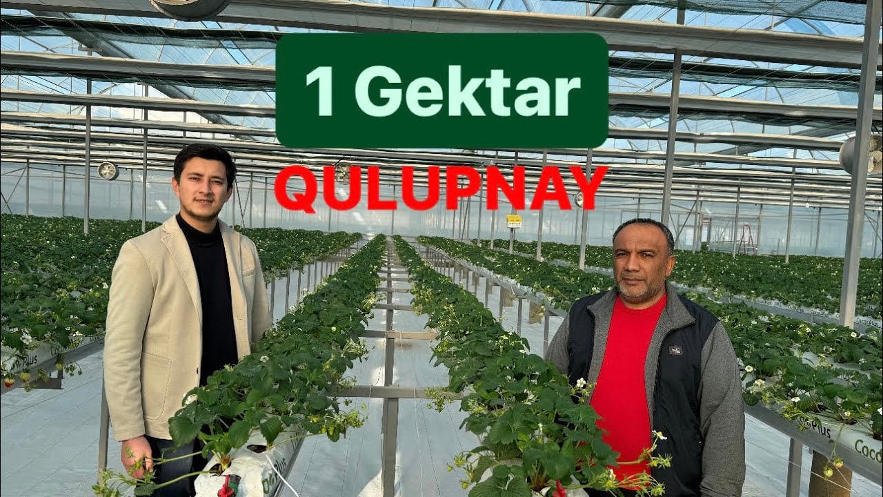 Qulupnay Biznesi! Gidraponika usulida Qulupnay yetishtirilayotgan 1 Gektar Issiqxona….  (1 qism)