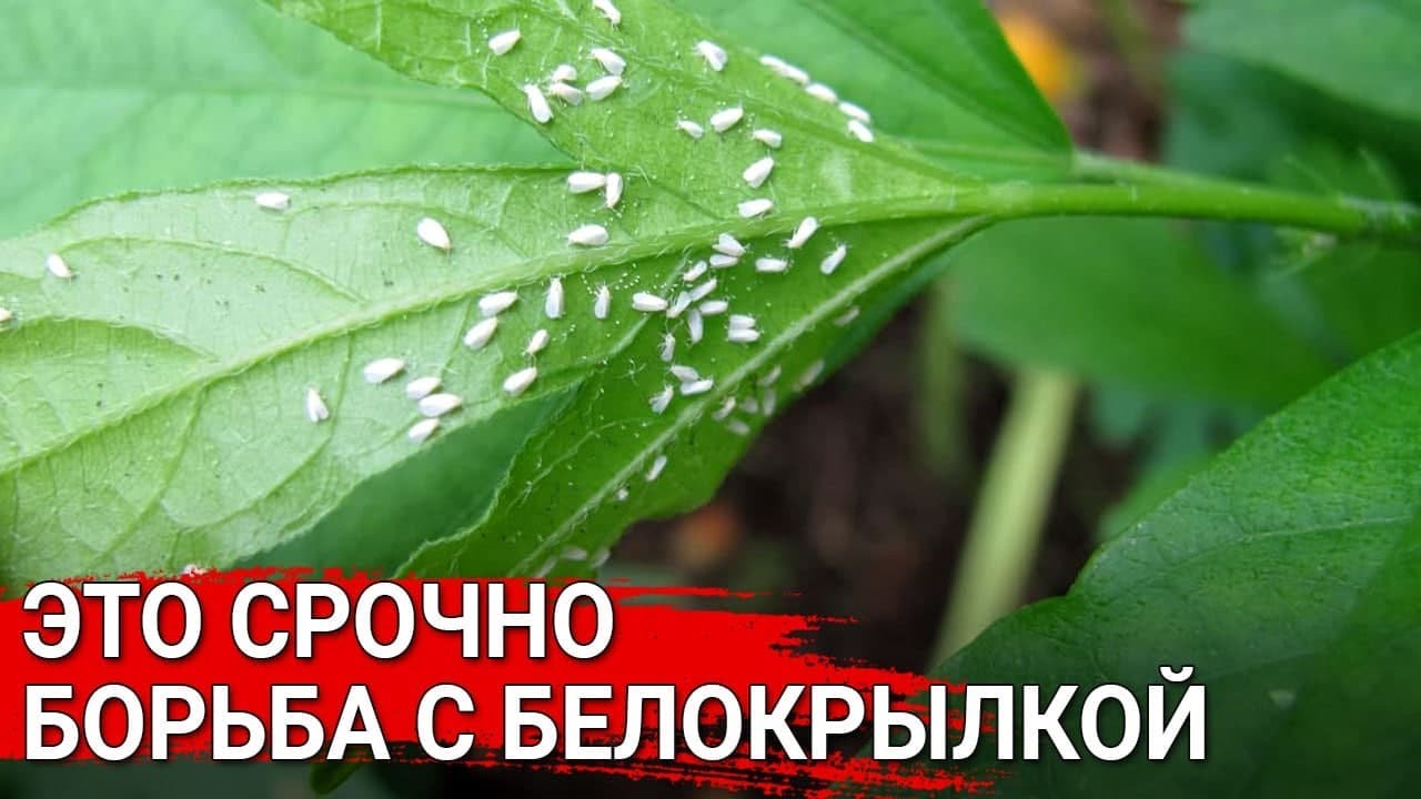 Как бороться с белокрылкой