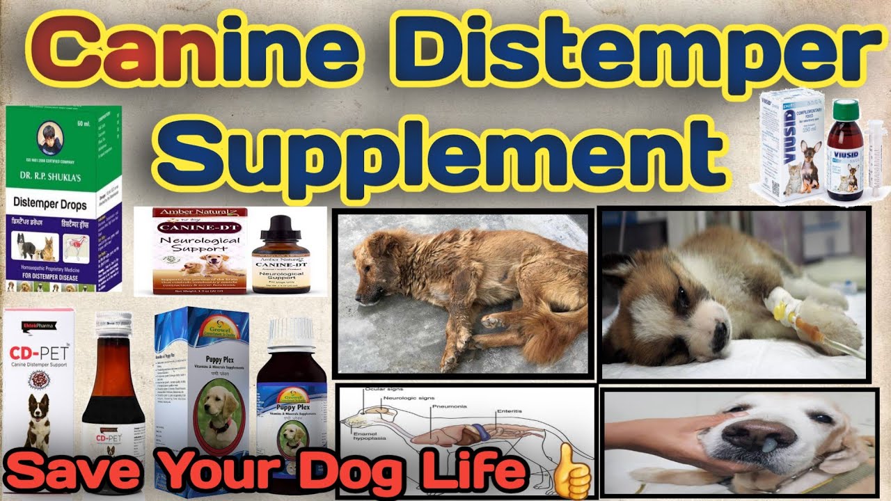canine distemper supplements || Canine distemper treatment in hindi || Canine distemper in dogs