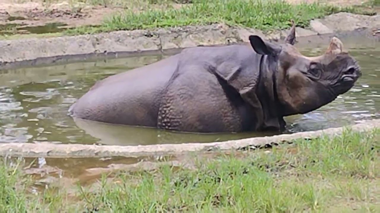 जल गैडा कस्तो हुन्छ यता हेरौं 