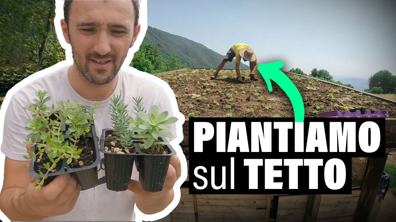 Tetto Verde Fai da TE, TERRA e PIANTE Sedum
