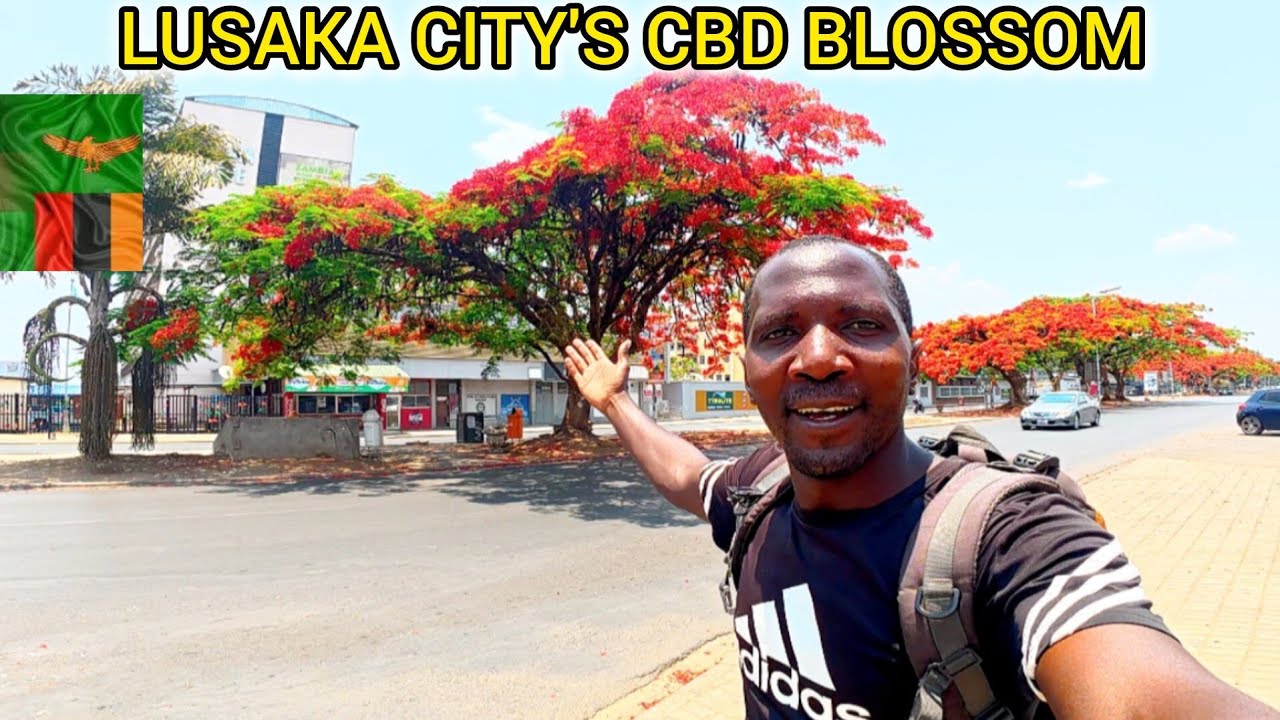 Beautiful Lusaka the garden city of Africa blossom 