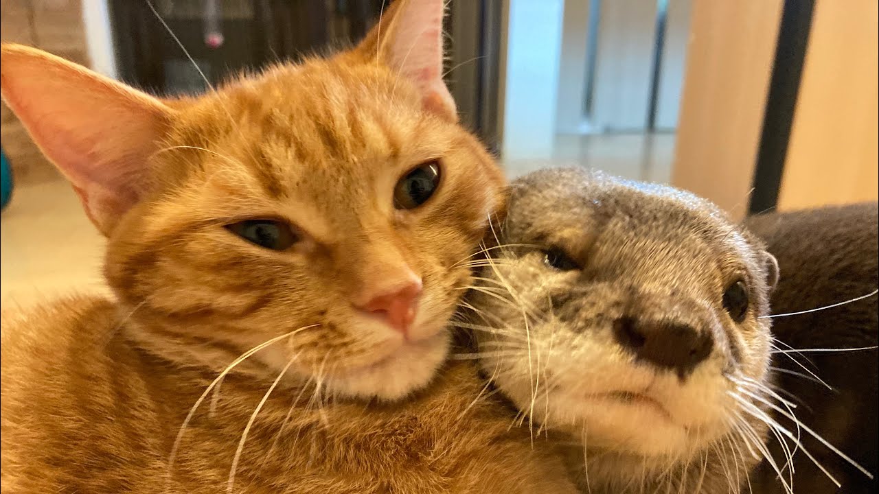 カワウソさくら 消えた猫を必死で探し回り見つけた反応がすごいカワウソ  otter looking for a missing cat