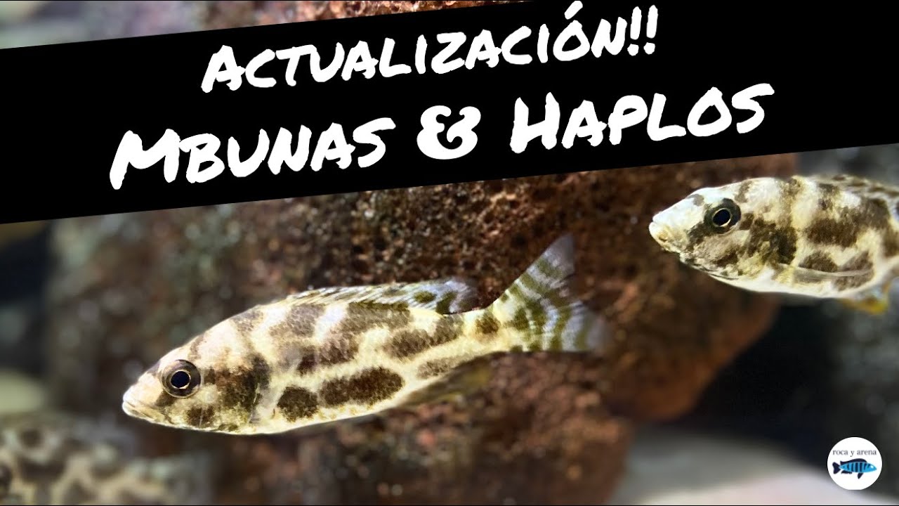 🔺ACTUALIZACIÓN - ACUARIO DE CICLIDOS AFRICANOS - Transición de Mbuna a Haplochromis - Abril 2021