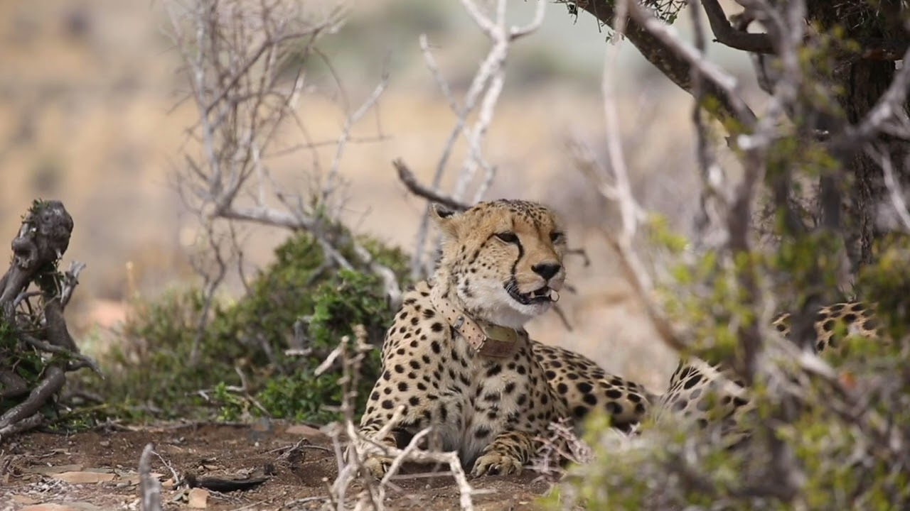 An Introduction to Roam - Great Karoo Safari