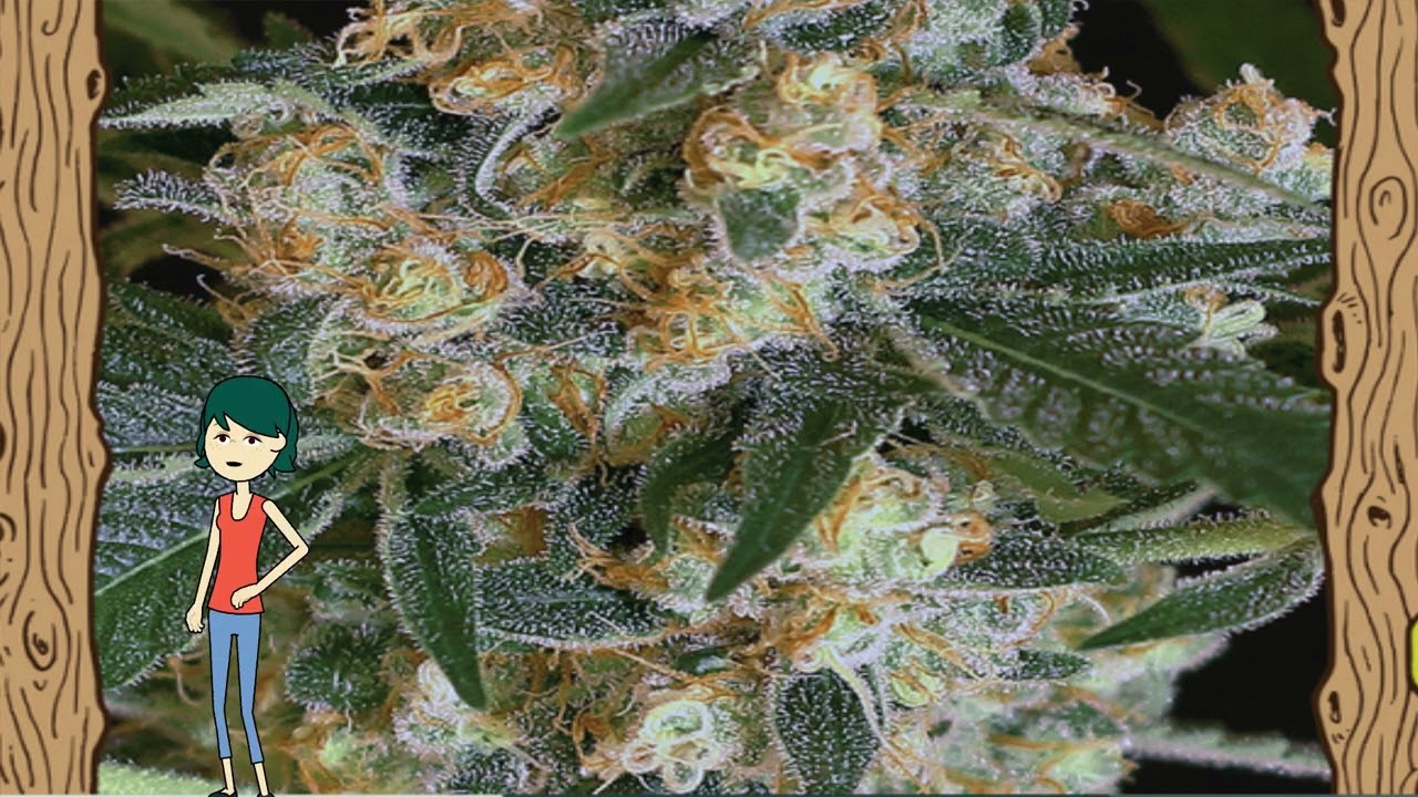 Lemon Candy &ndash; Exotic Seed