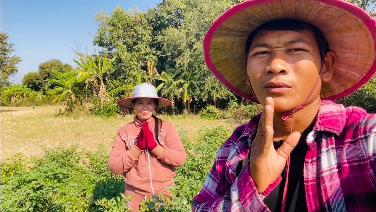 Harvesting our chili pepper crop for the Chheu Teal market