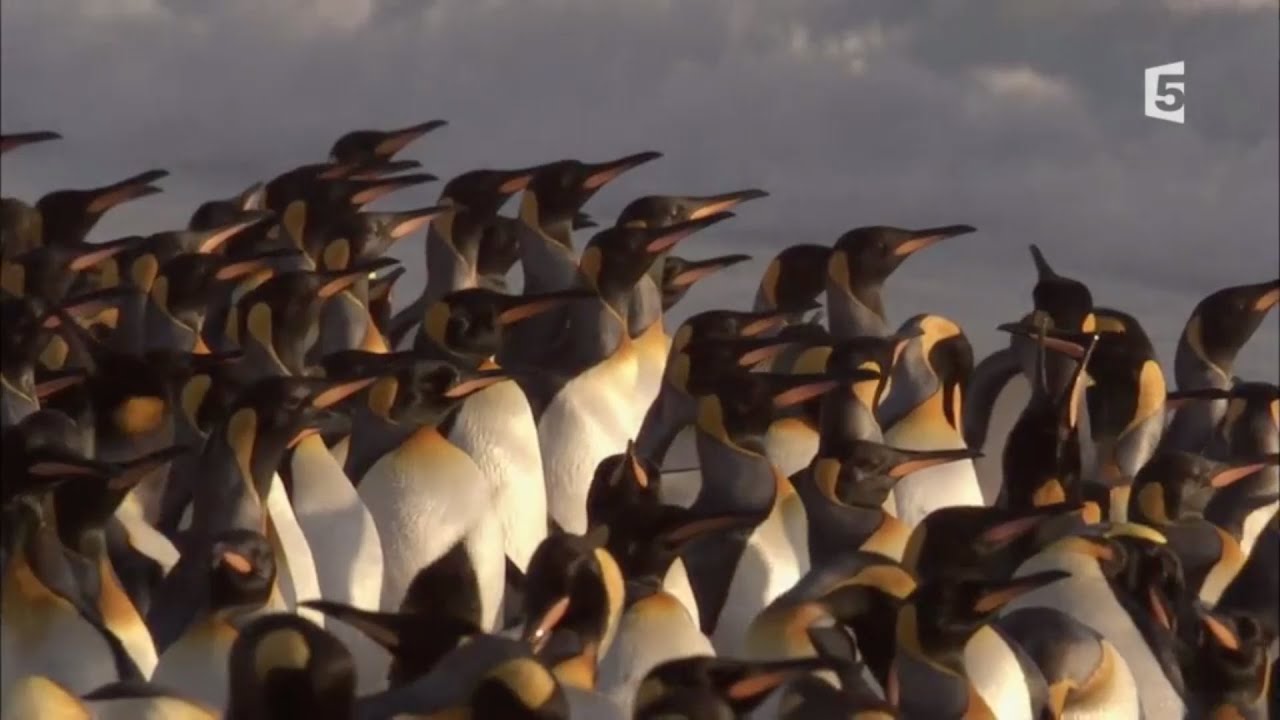 Voix off narration doc animalier 2