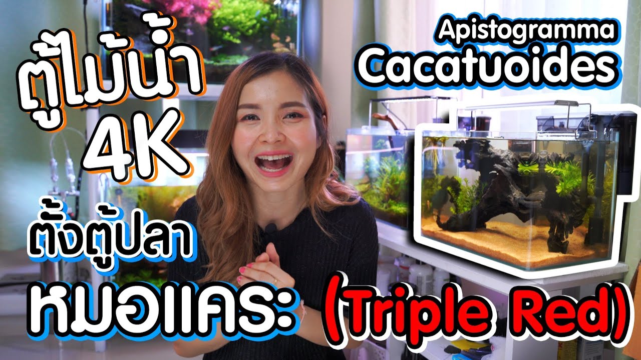 ตู้ไม้น้ำ 4K ตั้งตู้งบน้อย เลี้ยงปลาหมอแคระ คาคาทอย | Apistogramma Cacatuoides Triple Red