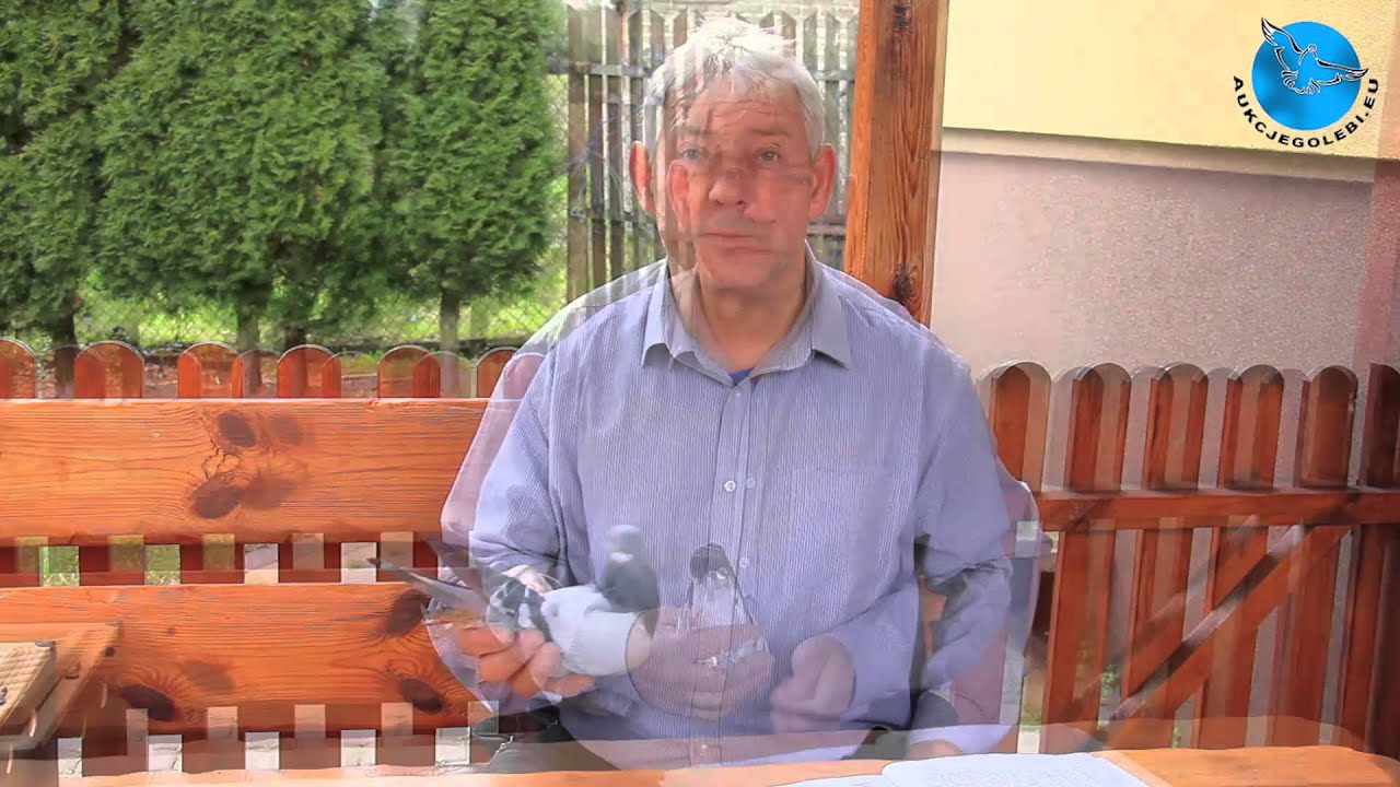 Prezentacja gołębi na aukcje - Wiesław Kurek