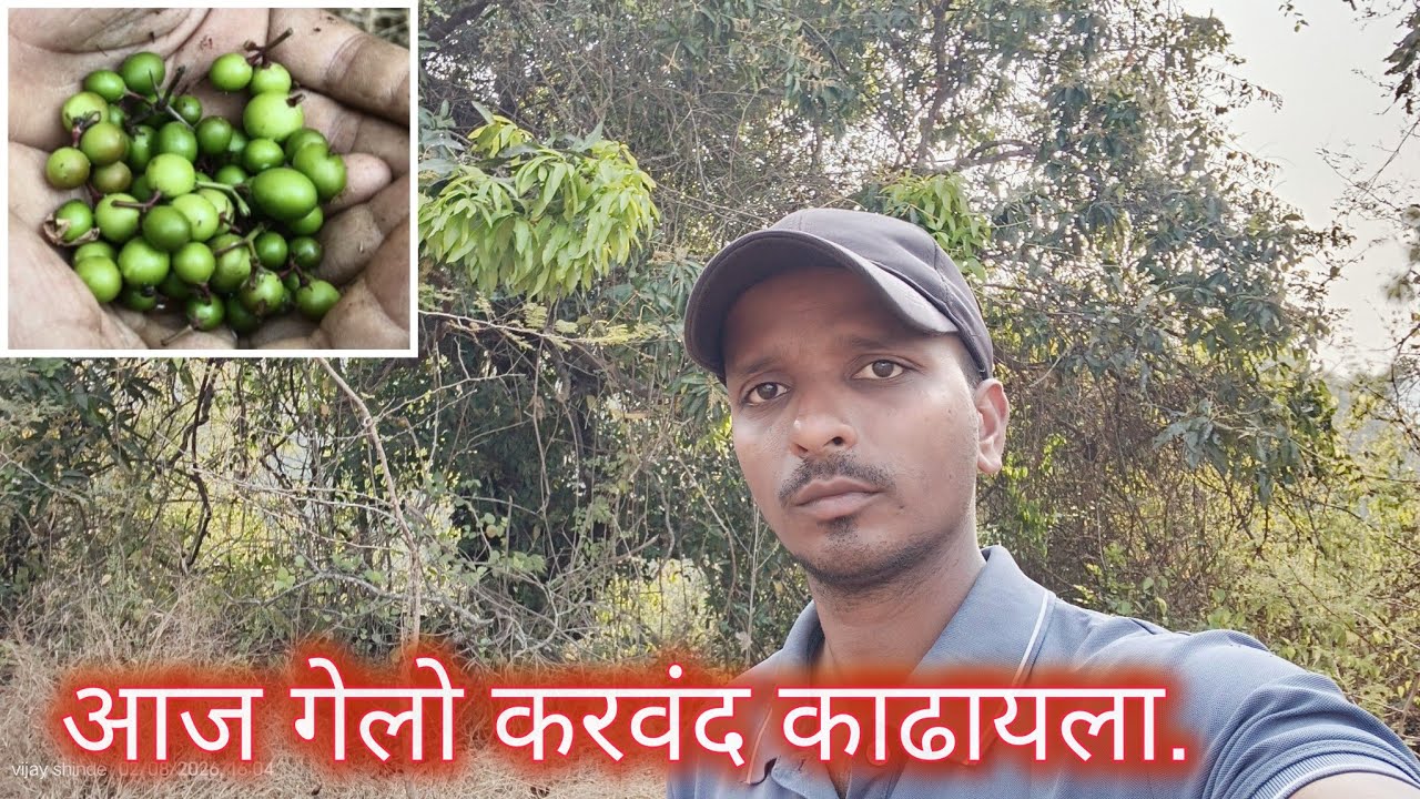 आज गेलो करवंद  काढायला. कोकण संस्कृती. कोकणी लोकजीवन.