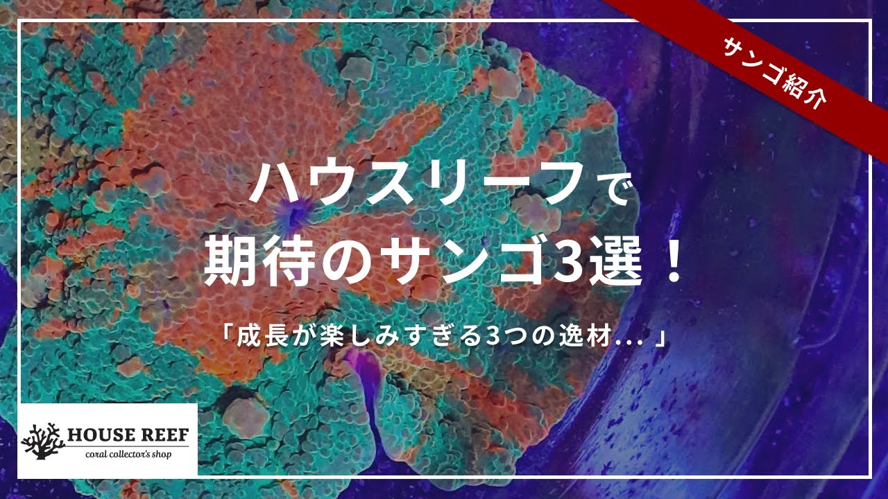 【期待の4色】ハウスリーフさんで激熱サンゴ購入！【海水水槽】