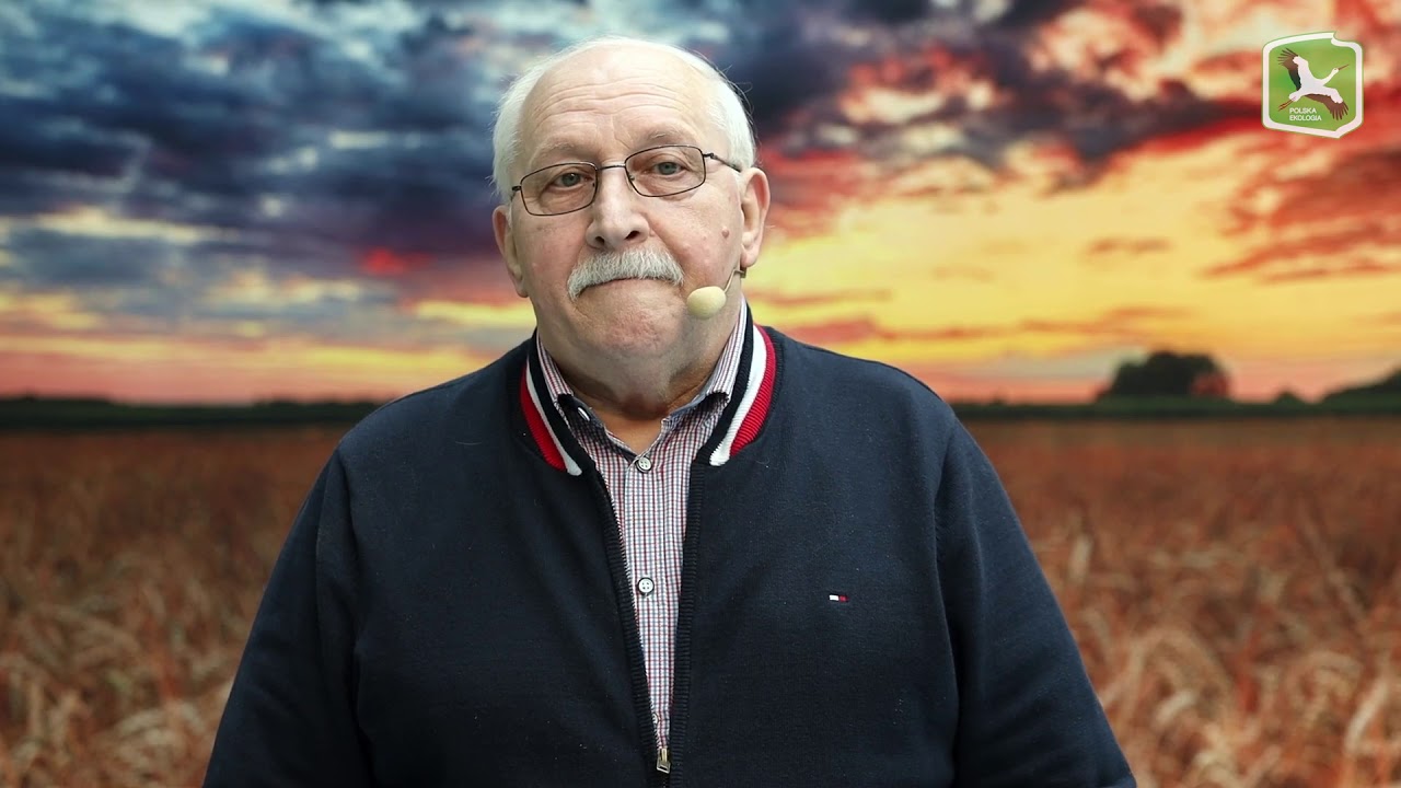Pradawna pszenica okrągłoziarnowa- opowiada Czesław Meus