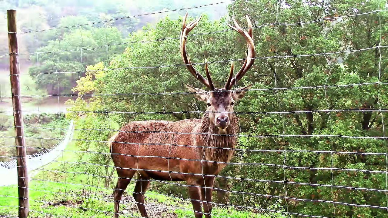 Zu Besuch im Wildpark Gackenbach – 1