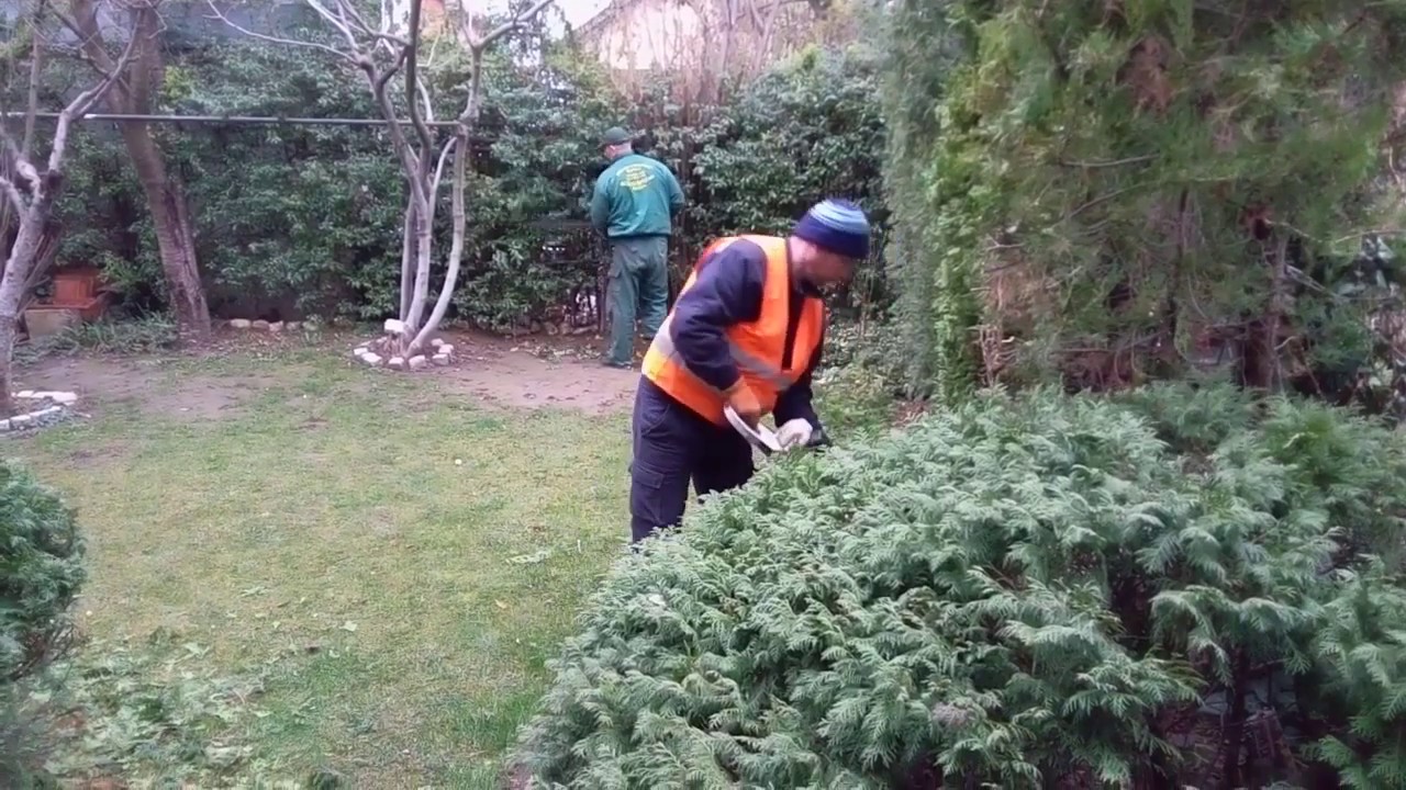 Orezivanje i oblikovanje Žive ograde i dekorativnog žbunja  / Pruning and shaping hedges and  shrubs