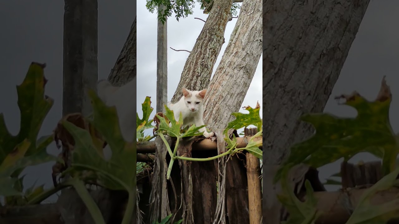 My cat loves to climb on the tree