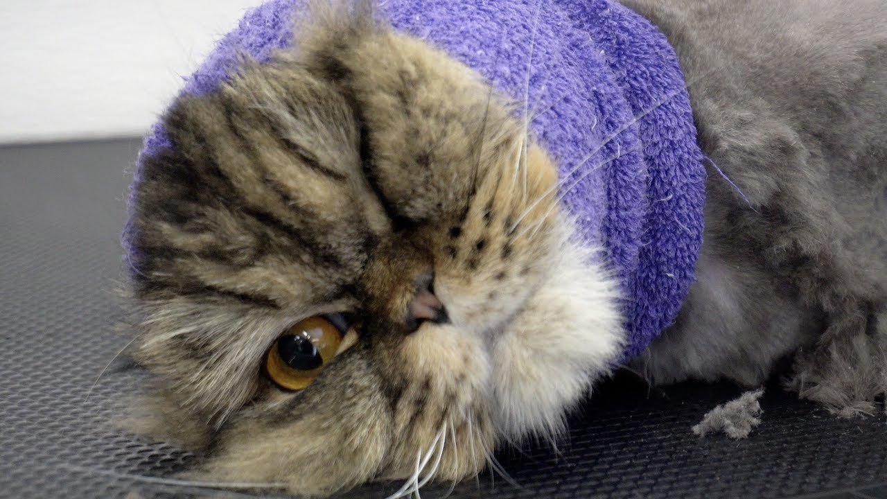 We saved his life! Ungrateful Spicy Mayonnaise has returned | Persian Cat