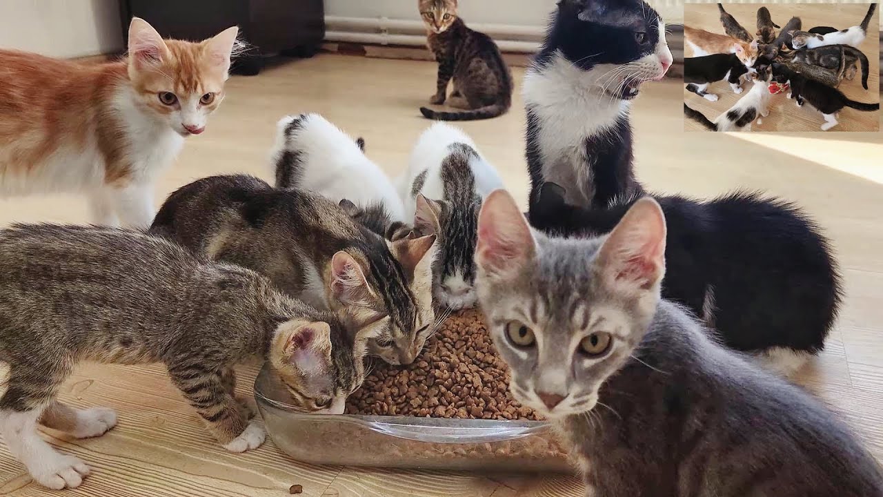 В то время как люди предпочли отказаться от этих котят, я предпочел жить с ними и стареть.