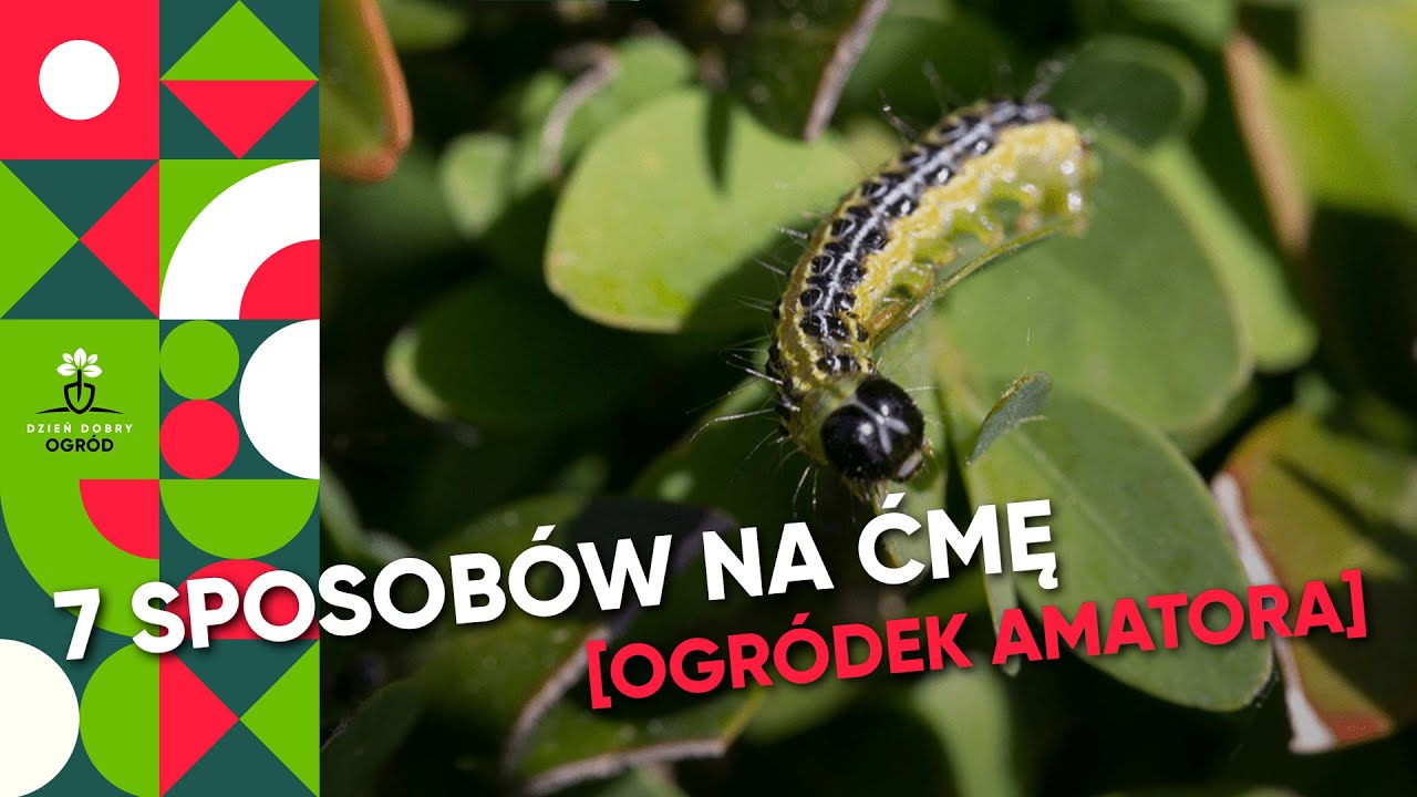 Ćma bukszpanowa - 7 sposobów, by się jej pozbyć