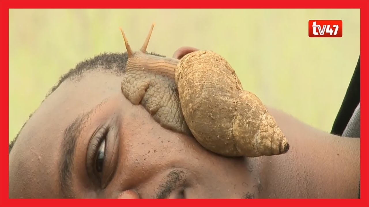 Kilimo cha konokono