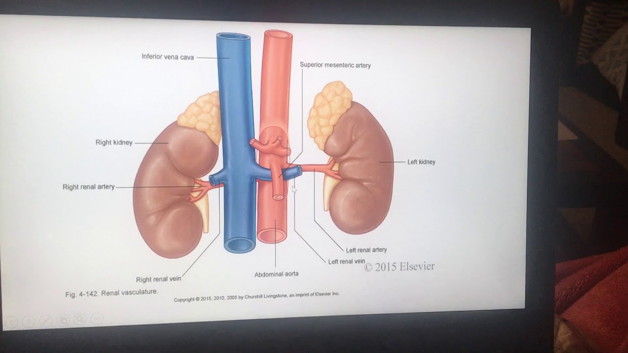 HSCI-3000 Kidneys Extra Credit - Lindsey Hull